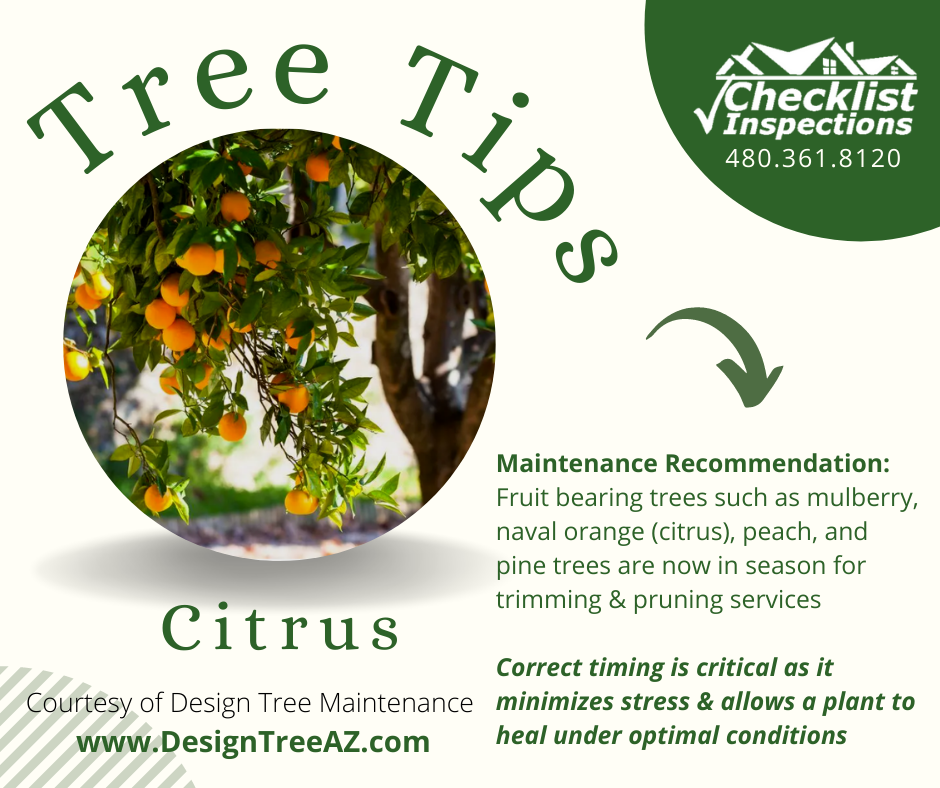 TreeTips_Citrus