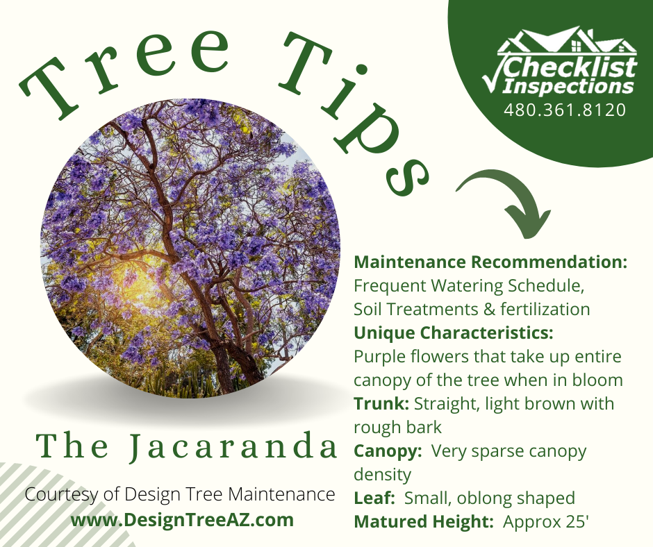 TreeTips_TheJacaranda