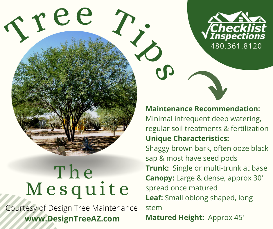 TreeTips_TheMesquite