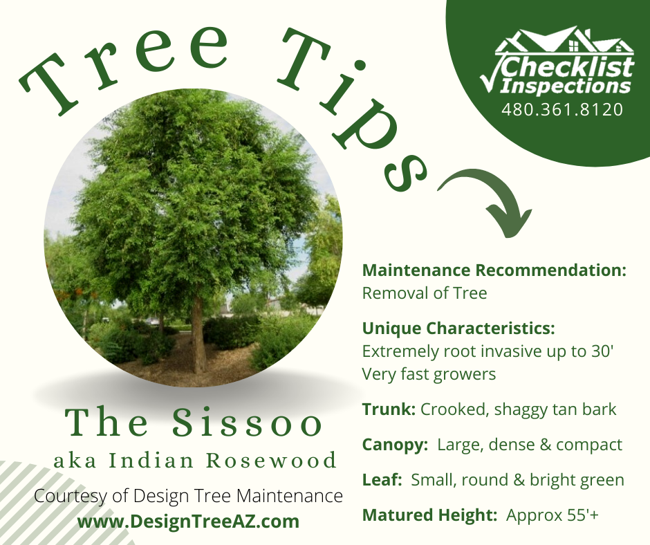 TreeTips_TheSissoo